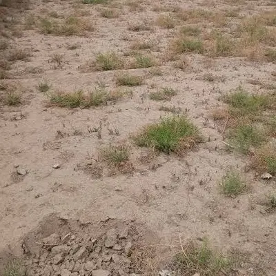 ۳۰ قصب زمین واقع در شاهرخ آباد کرمان