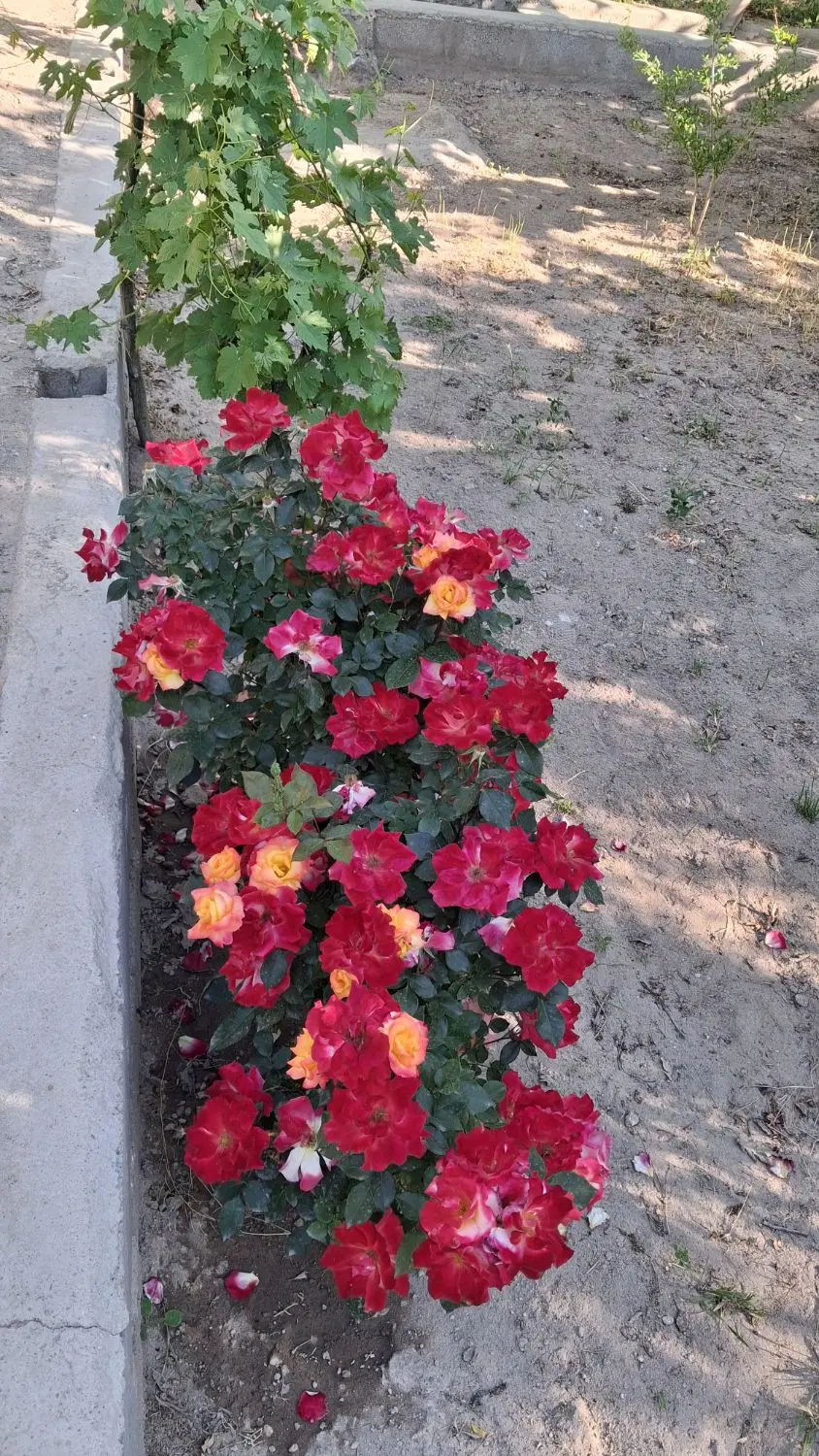 زمین باغی دربافت شهری اسکو