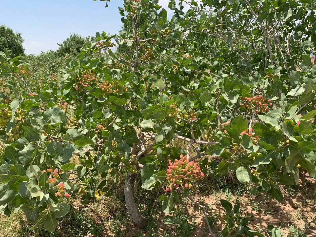 فروش.زمین.باغ.و باغچه.اقساطی