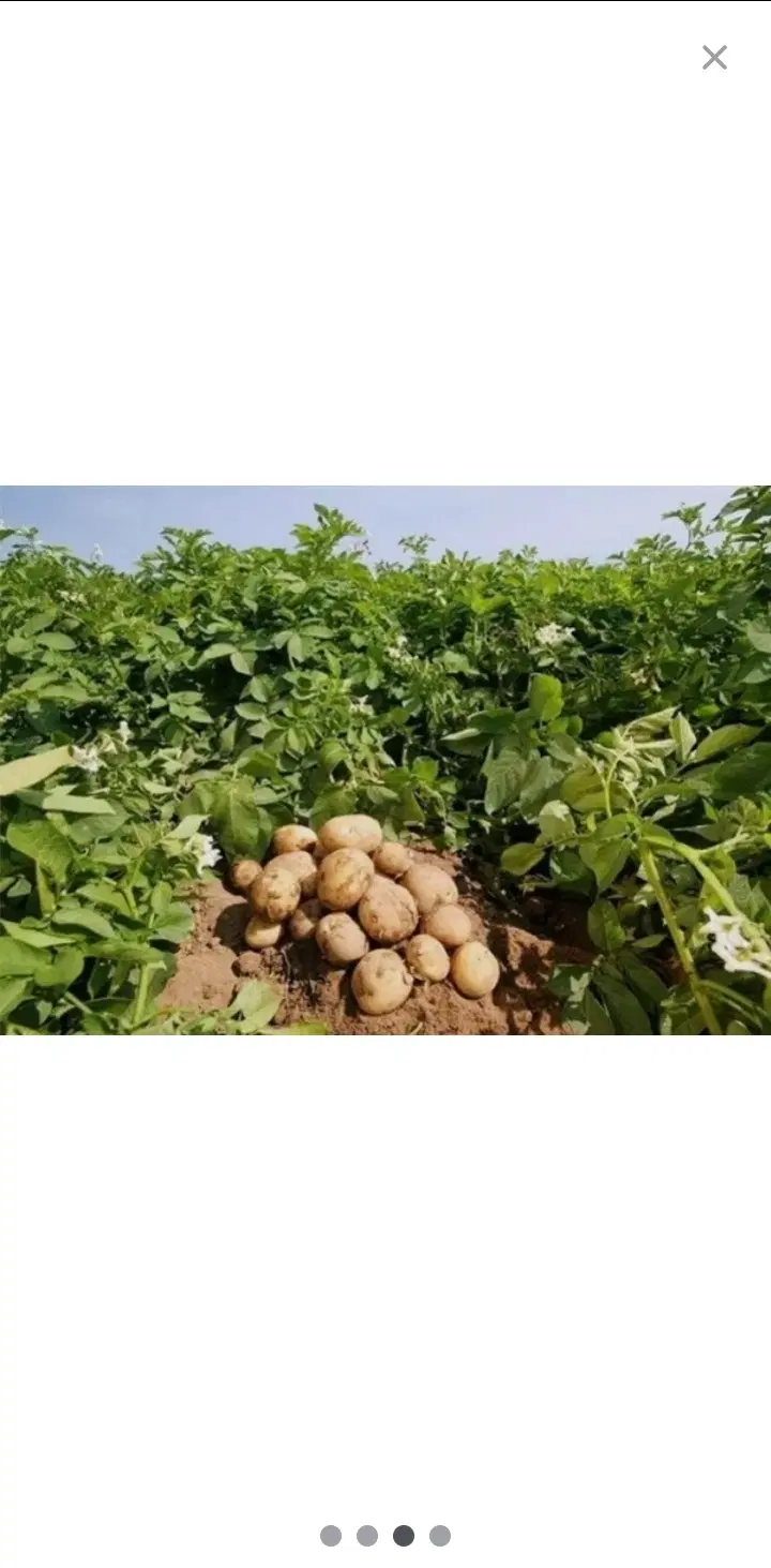 ۱.۵ هکتار زمین کشاورزی مرغوب با امتیاز آب چاه