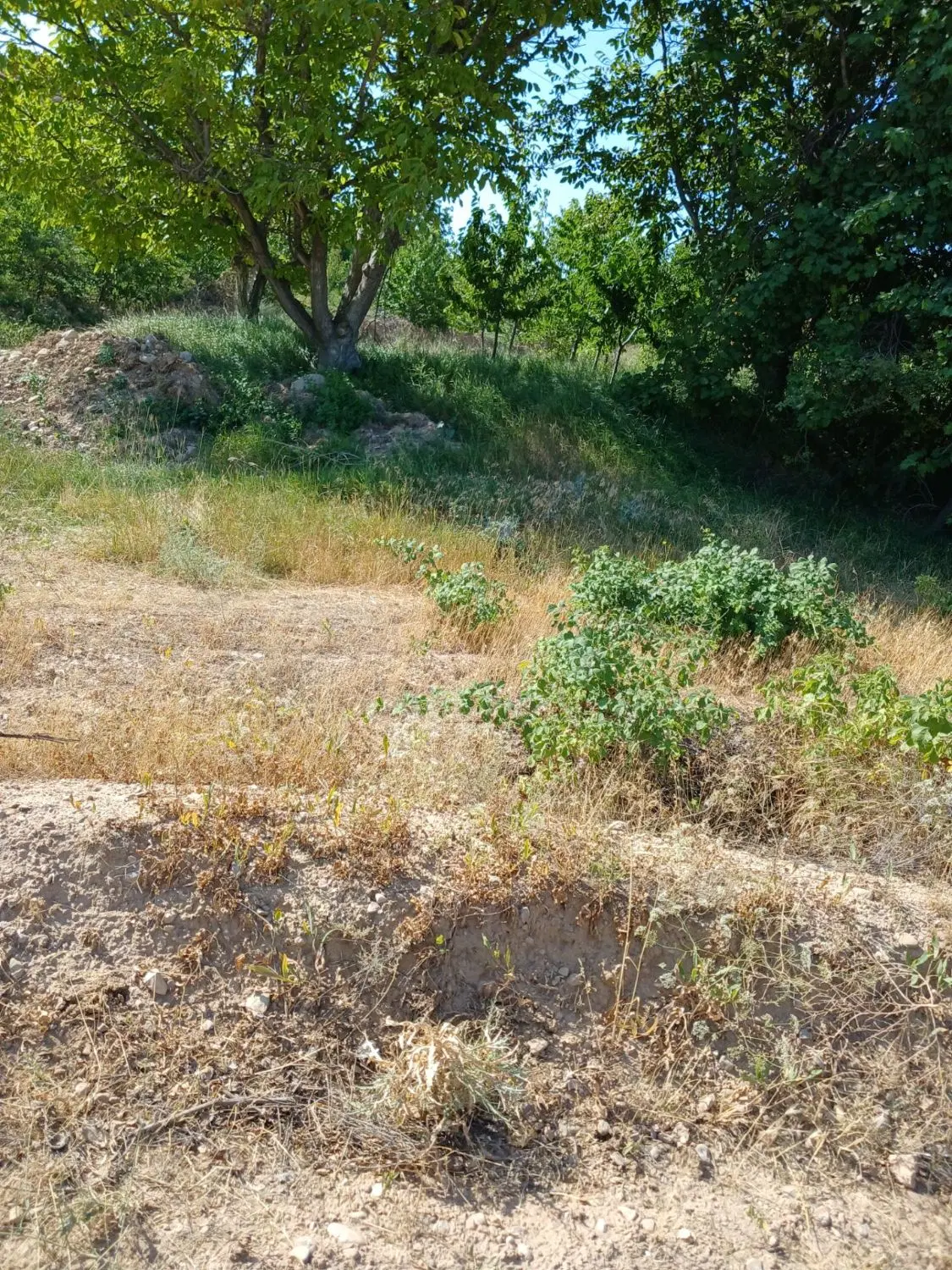 زمین باغی
