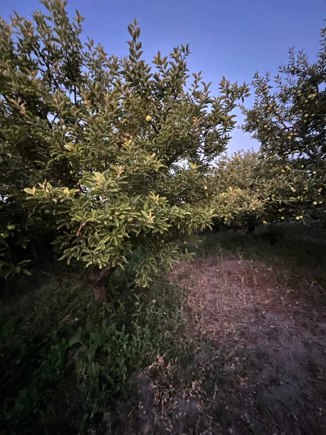 باغچه الوان جاده سلماس چهار دیواری ( املاک عمارت)