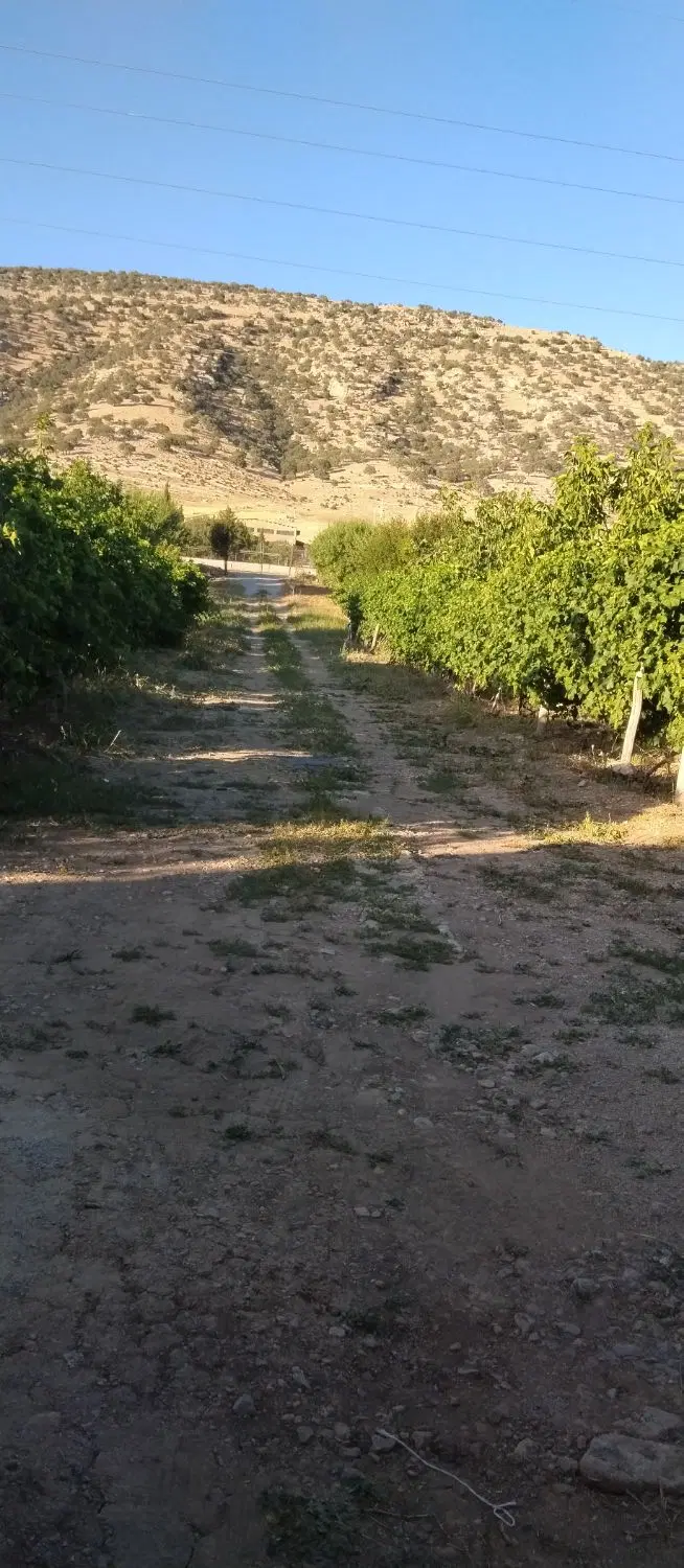 فروش یک قطعه باغ