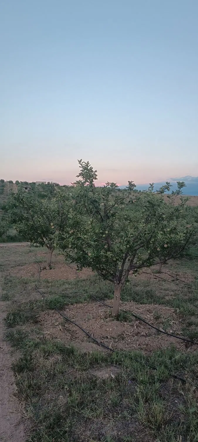 باغ 1300 متری