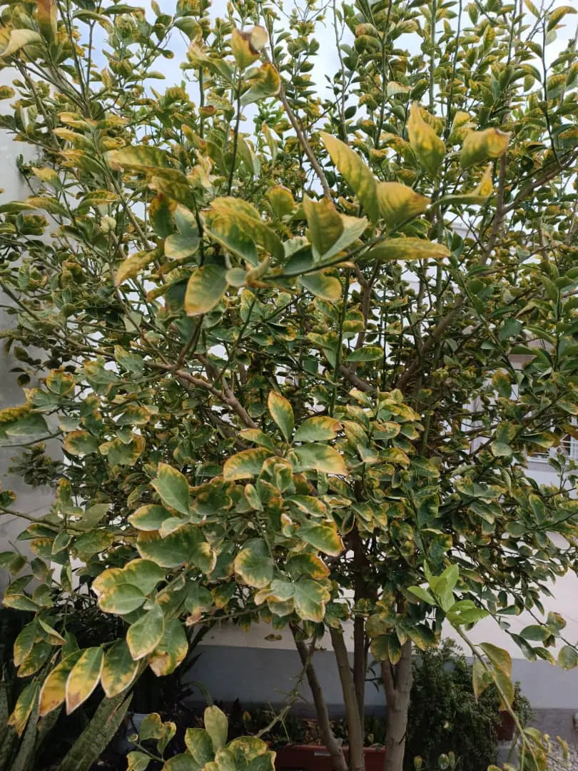 خونه باغ  عیسوند