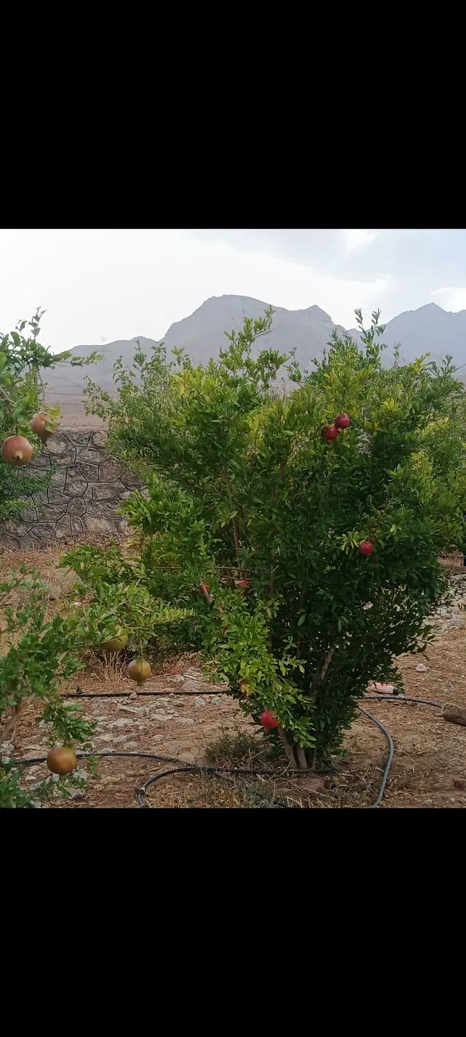 روستای دلازیان آب و زمین کشاورزی