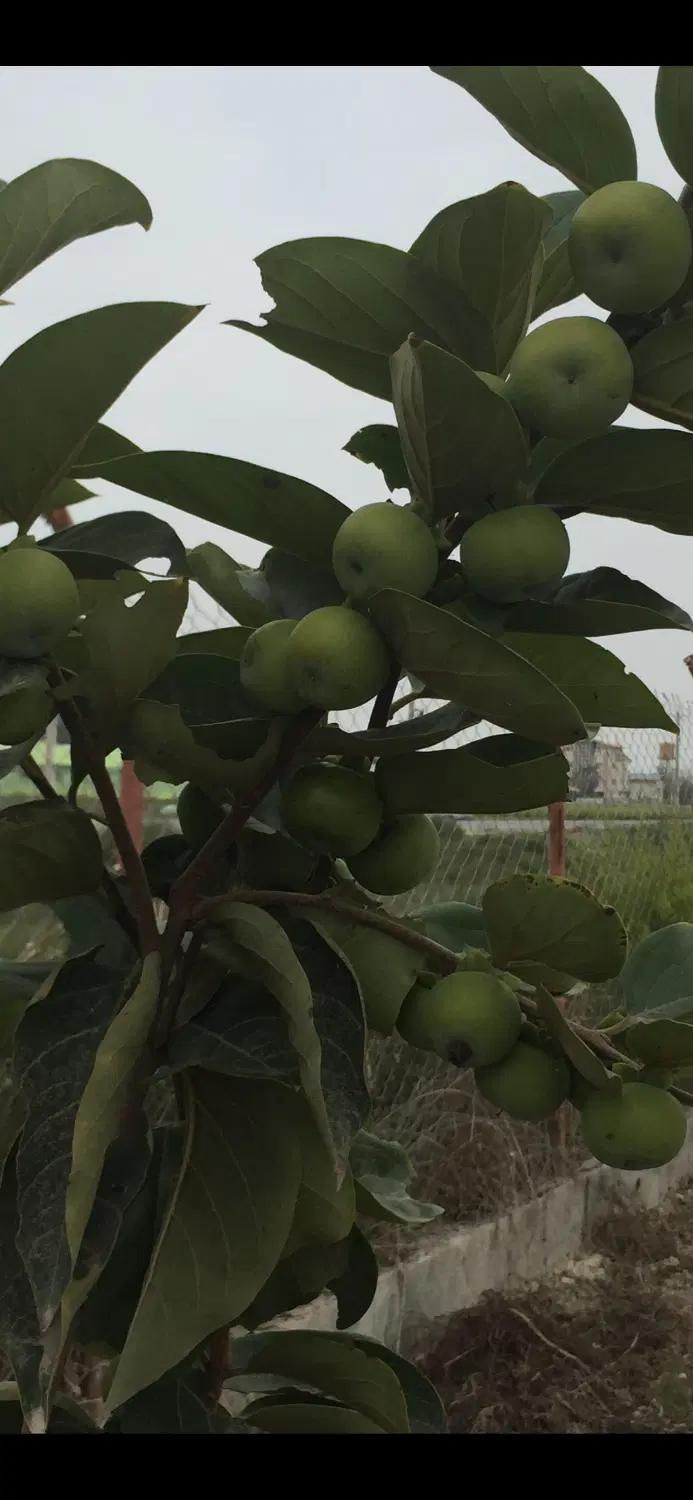 باغ خرمالو دو هکتار