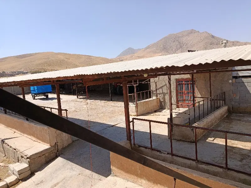اجاره گاوداری