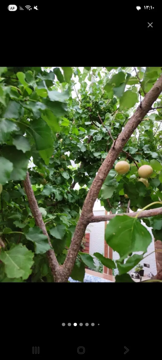 باغچه چهار دیواری بندچای