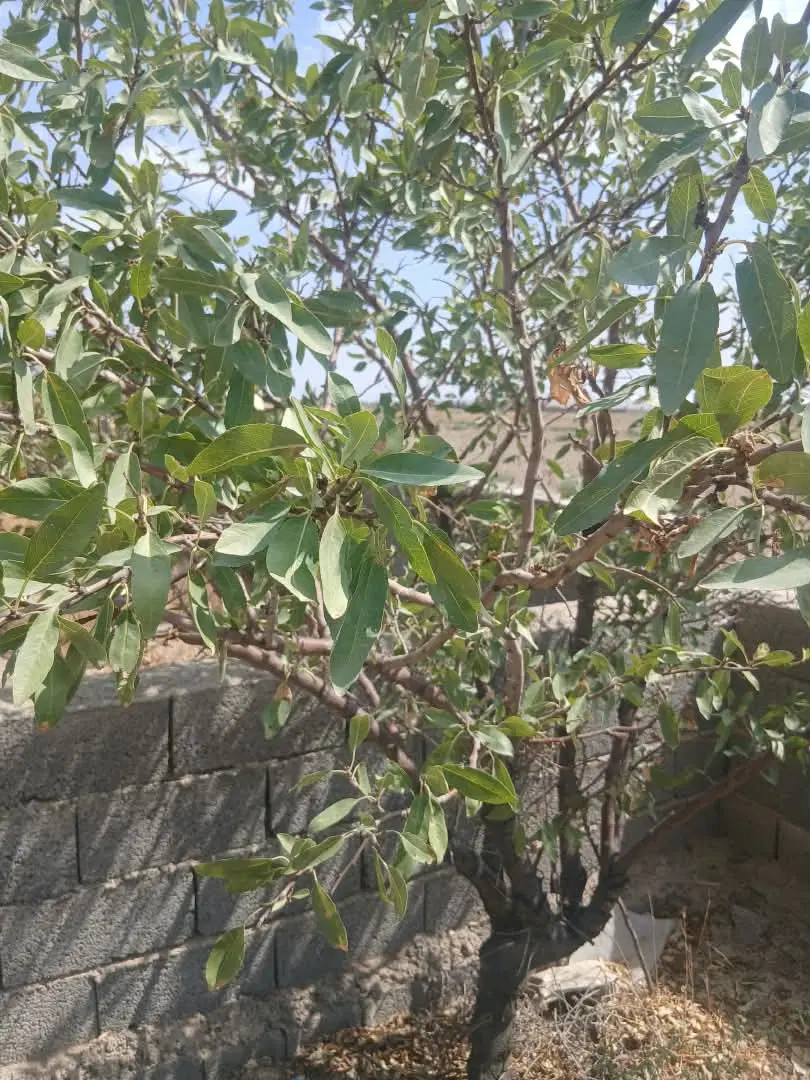 باغچه ۵۰۰ متری
