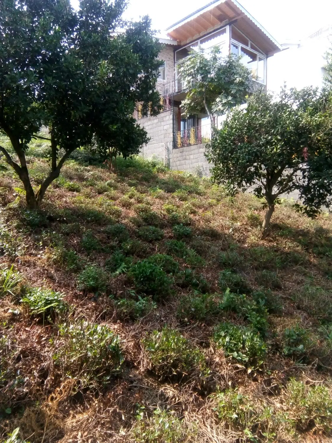 زمین کلنگی