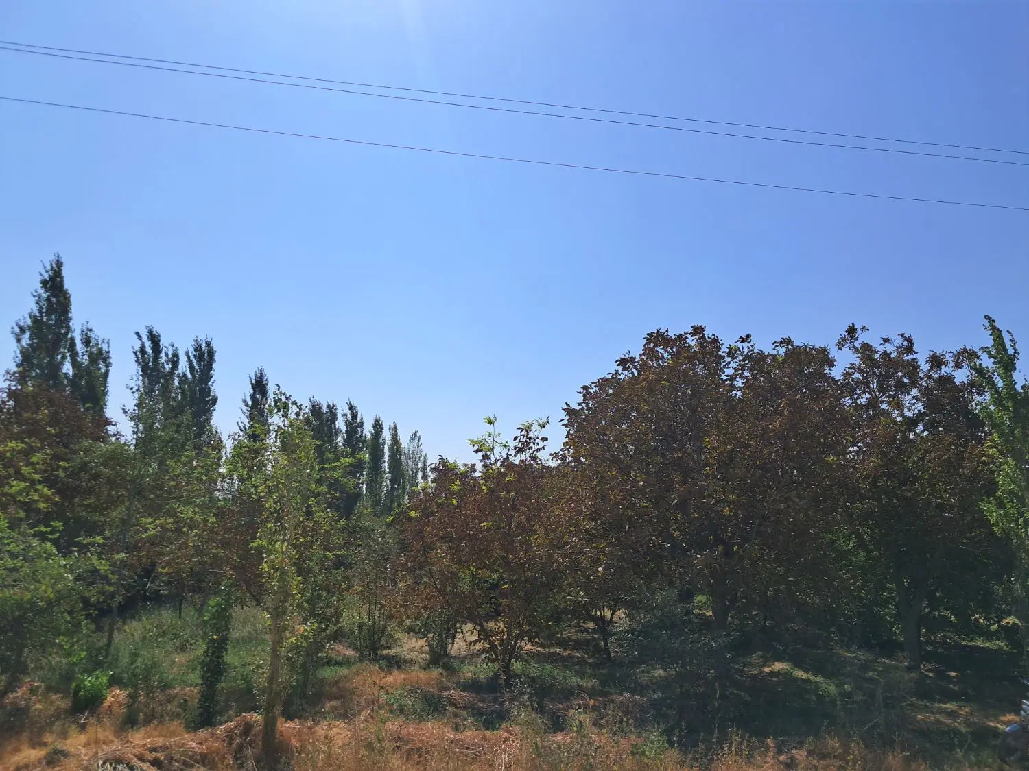 فروش باغ پسته .وباغ میوه .زمین کشاورزی باآب