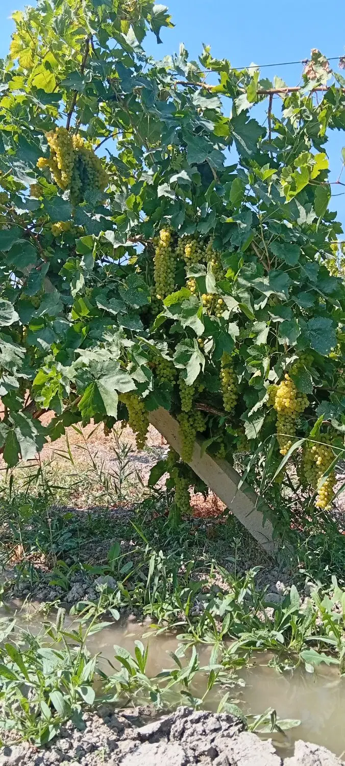 باغ انگور بارده جاده سنتو