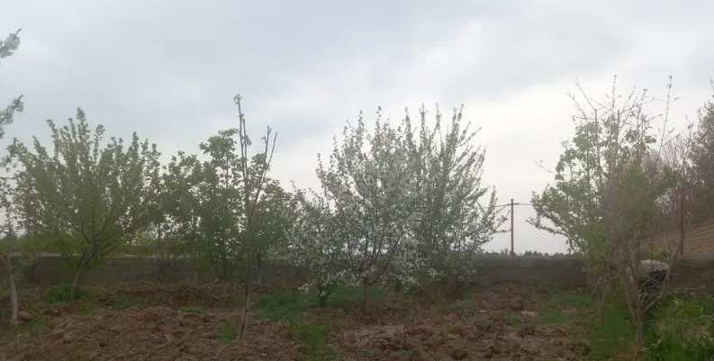 فروش باغچه