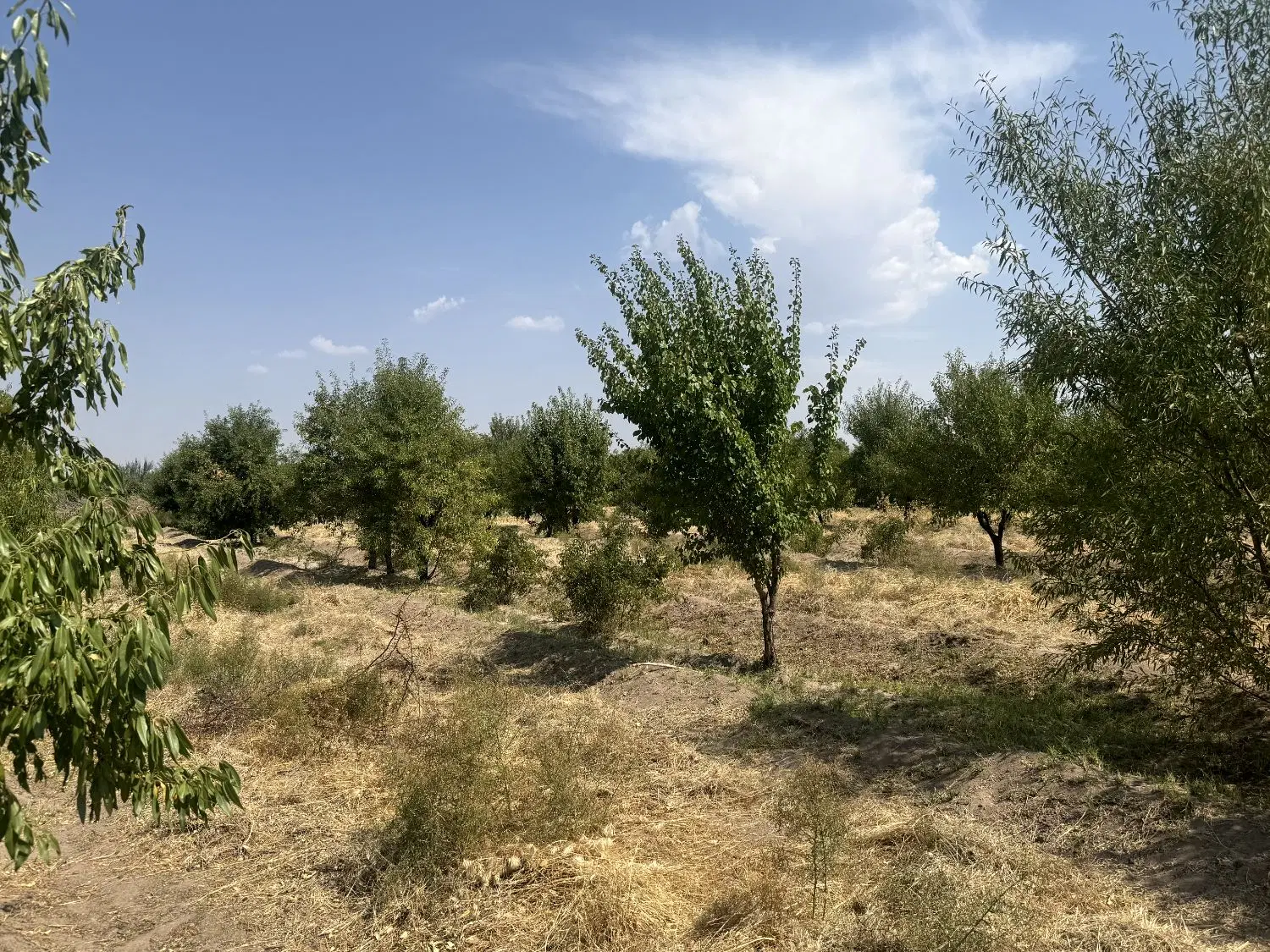 دهسراج