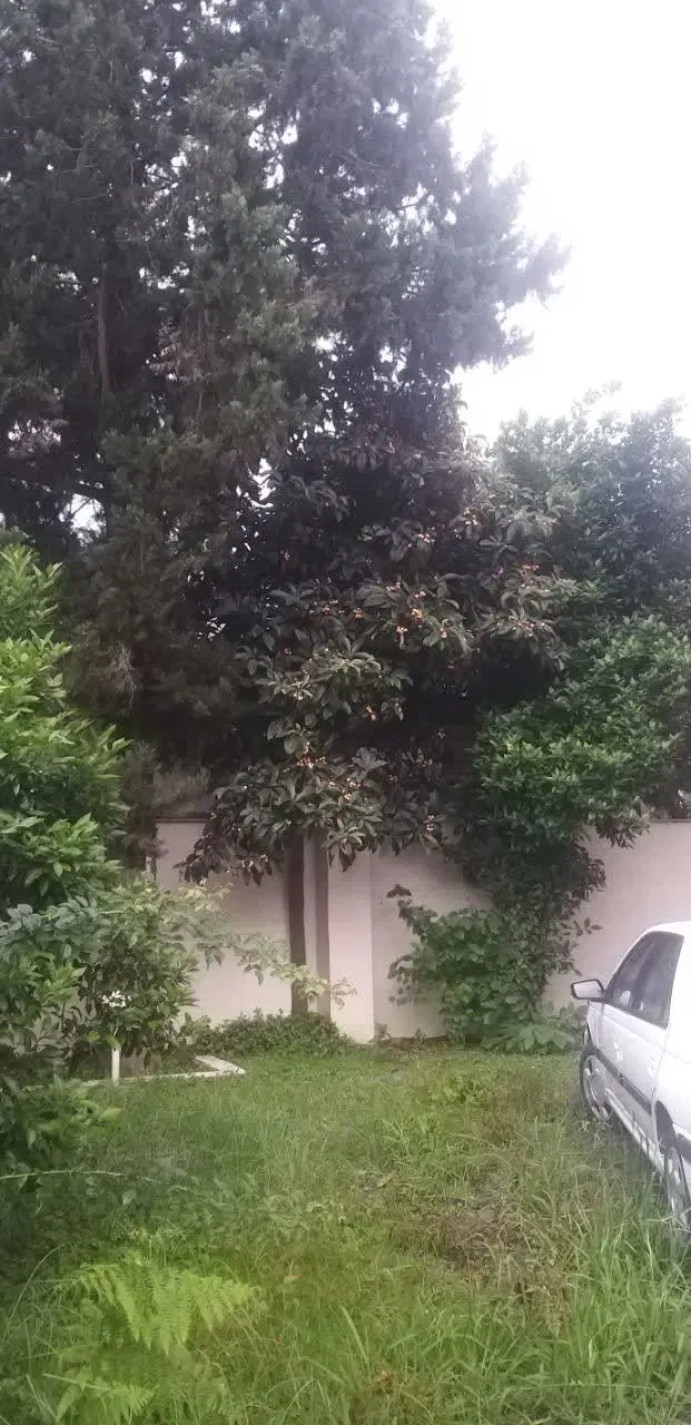 ویلا باغ