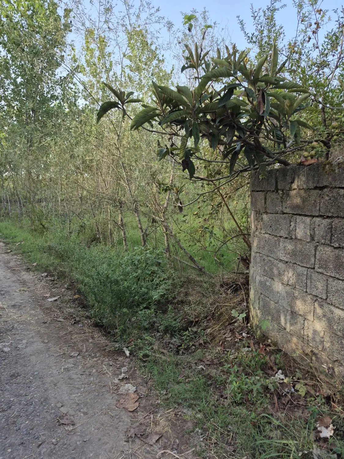 فروش زمین روستای زیبای دهکا