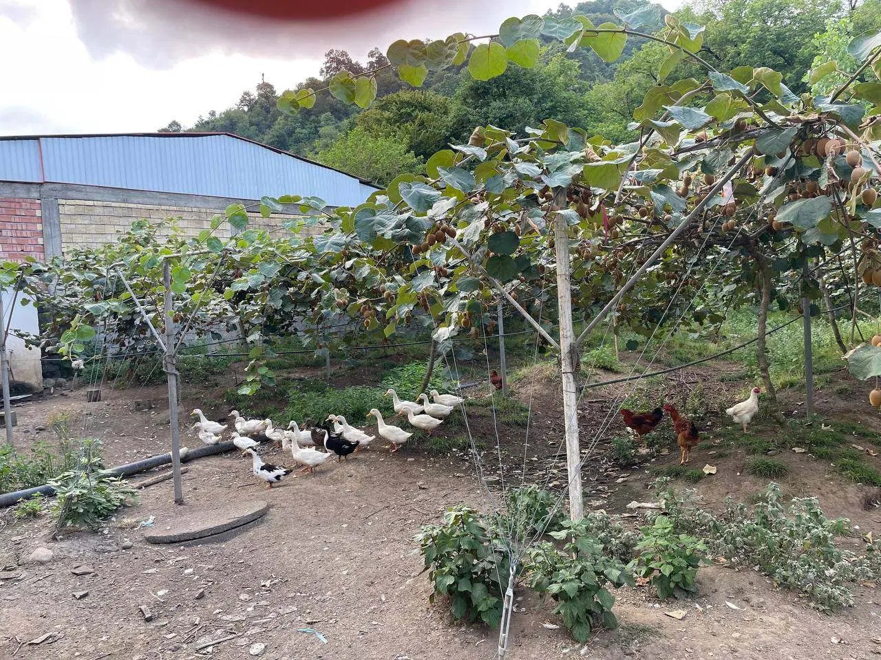 باغ کیوی با کاربری مسکونی