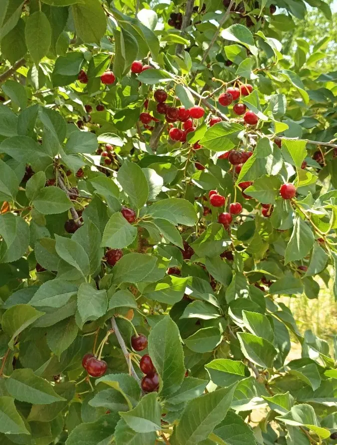 فروش باغ بادام و گردو