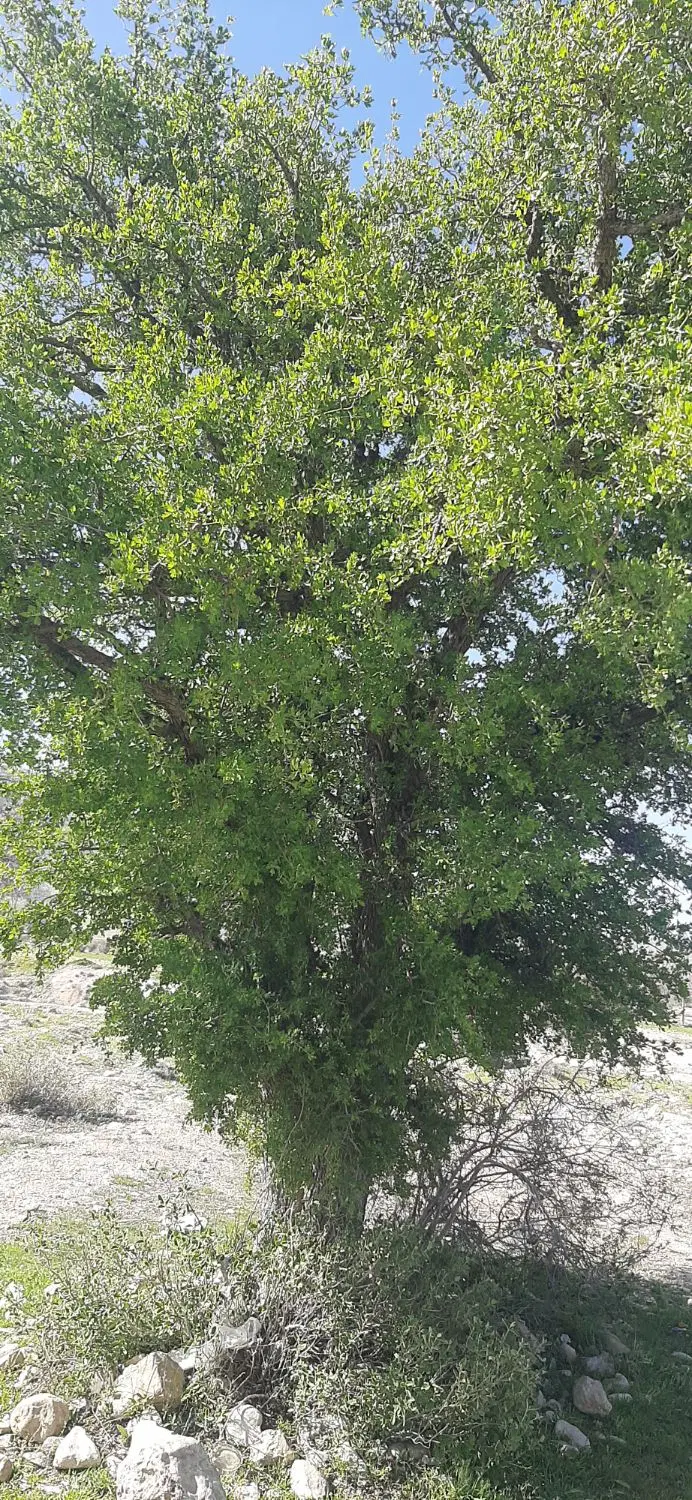 زمین فروشی باغچه ویلا باغشهری