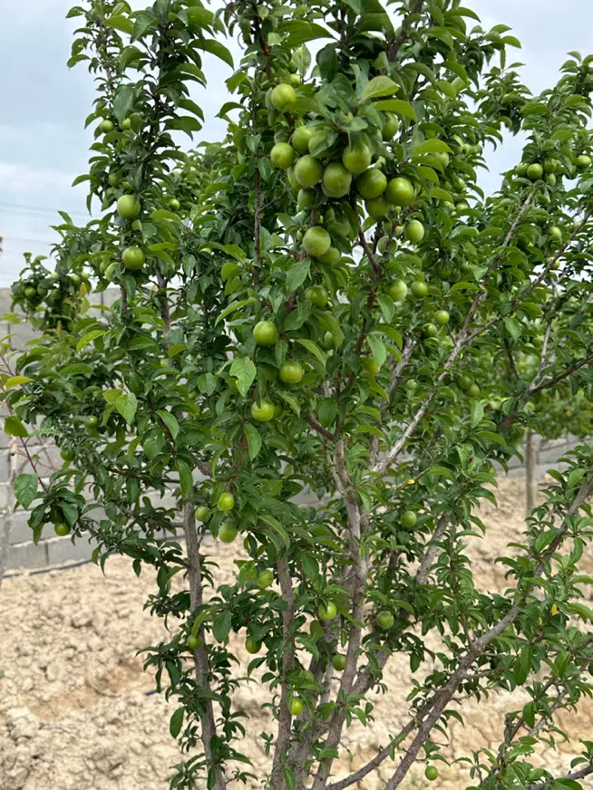۵۰۰مترباغ باغچه سندتک برگ بااب وبرق چهاردیواری