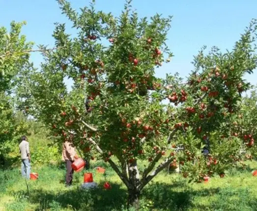 زمین باغی