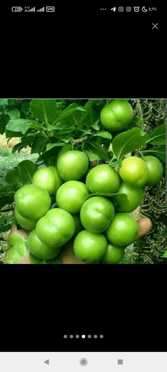 باغ قدیمی با درختان مثمر