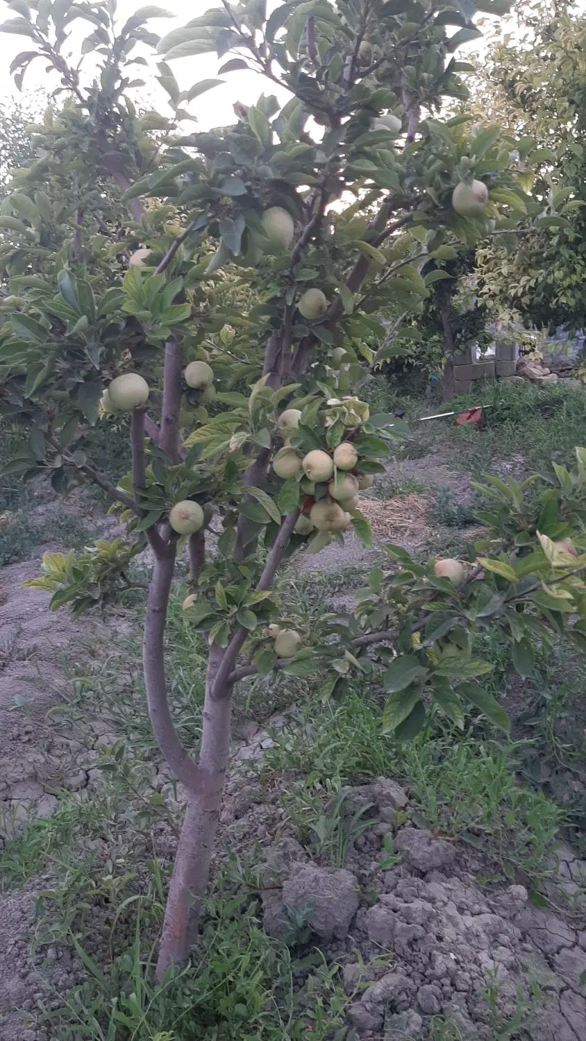 باغ الوان تقریبا ۱۰۰۰متر