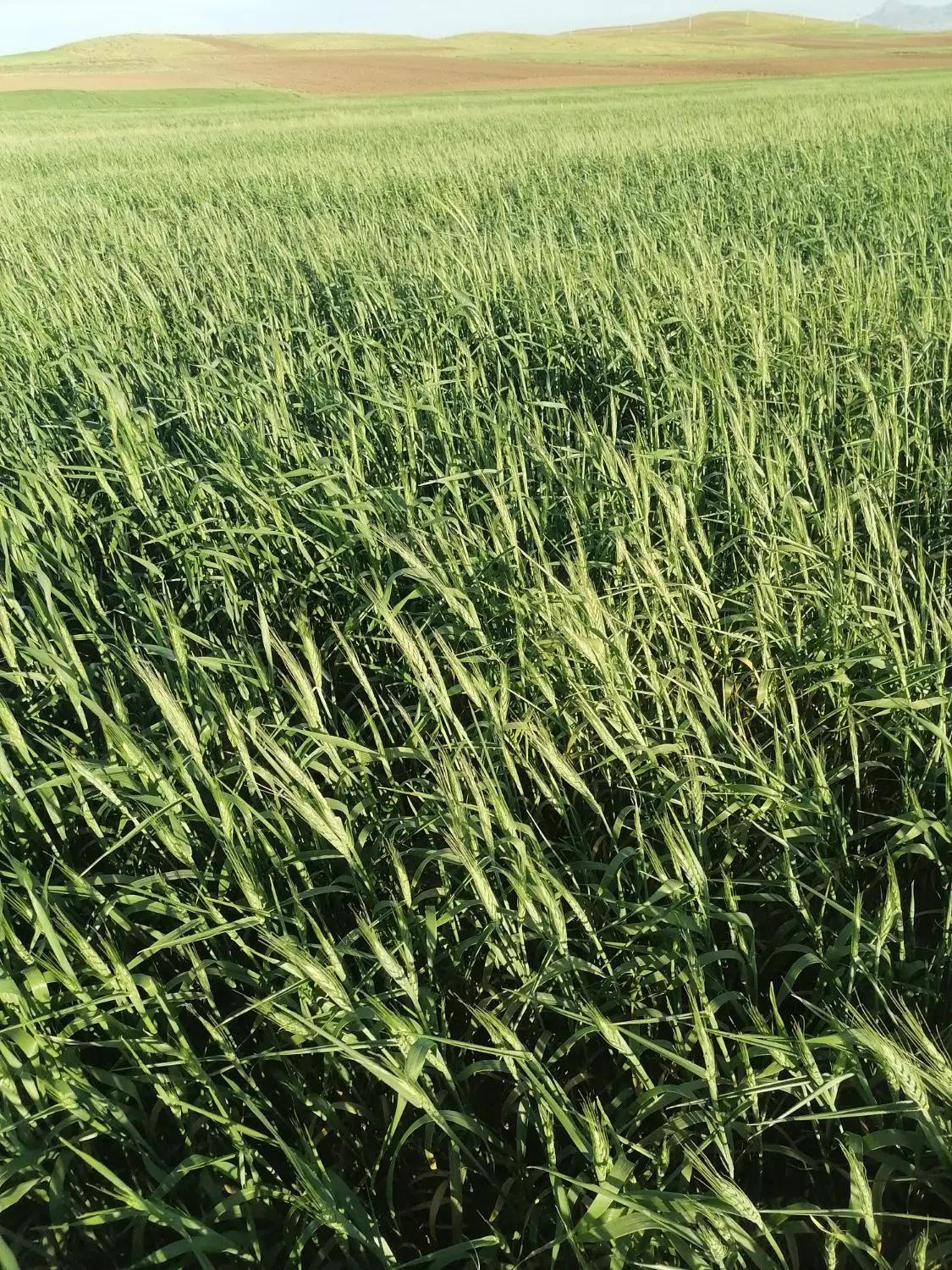 گندم بذری هشترود سر مزرعه