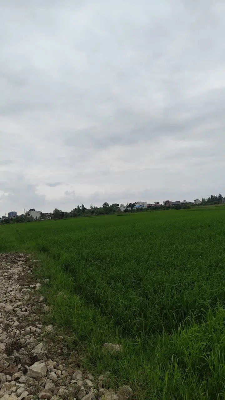 زمین کشاورزی