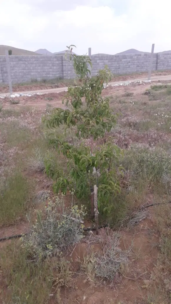 فروش زمین باغ دوهزار متری