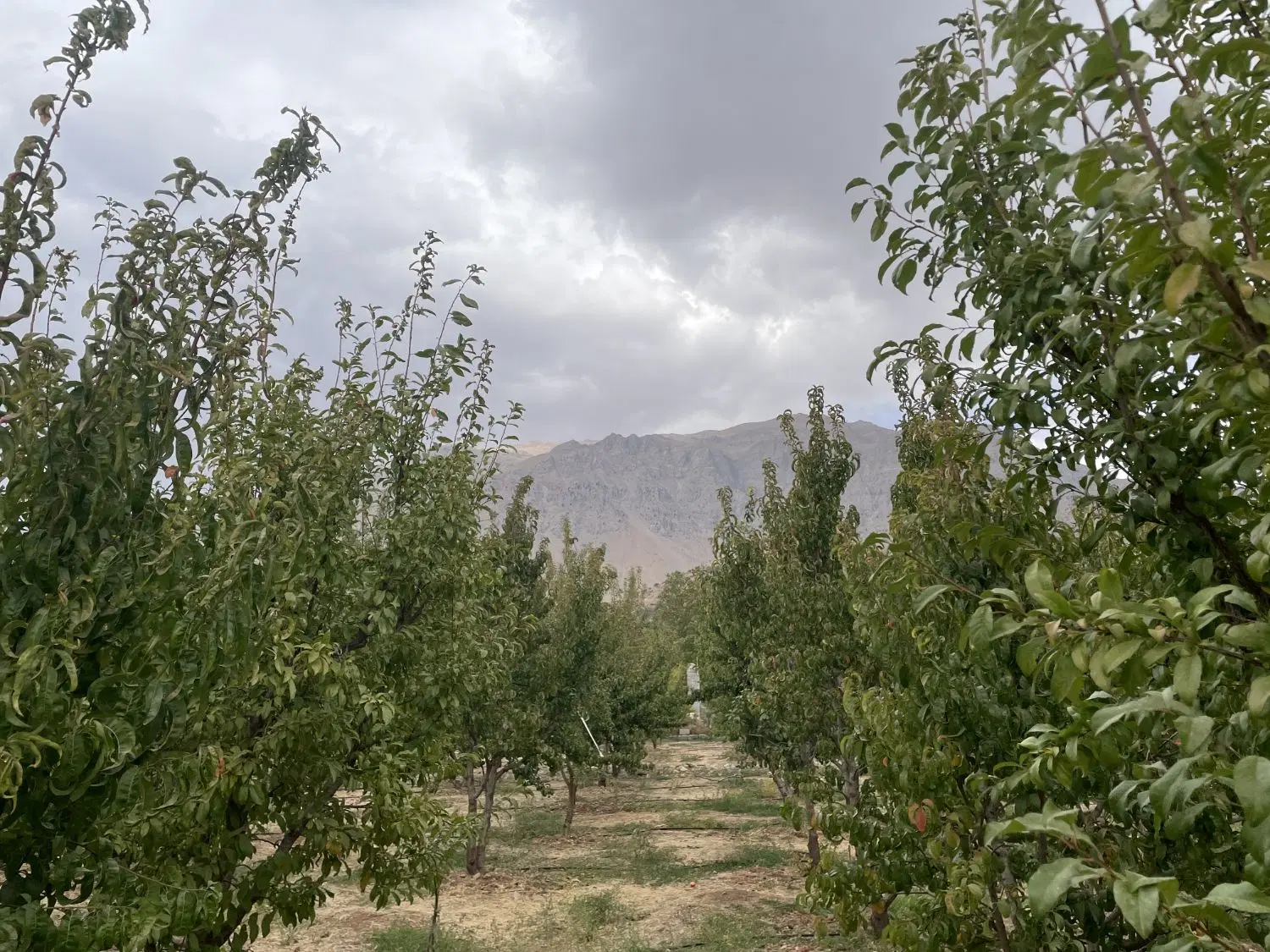 فروش باغ سنددار