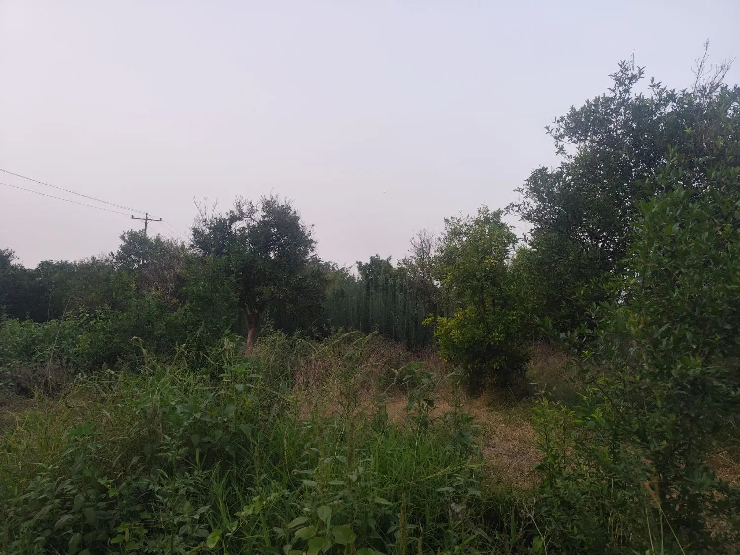 زمین باغ