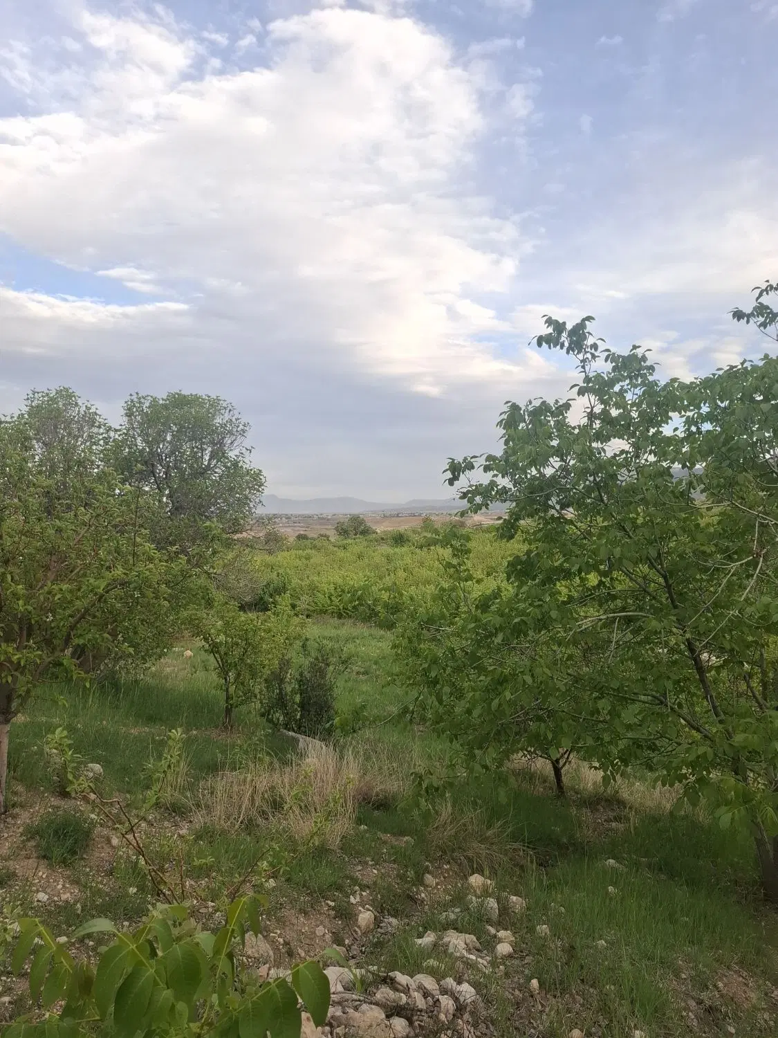 زمین تجاری فاز دو صدرا