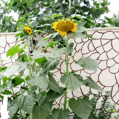 خانه دوطبقه شیک و دنج