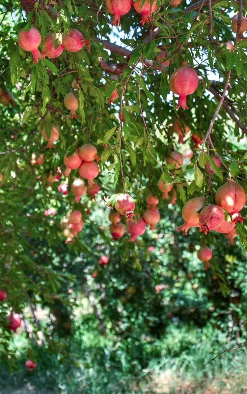 فروش ۳ هکتار باغ انار ۳۰ کیلومتری ساوه