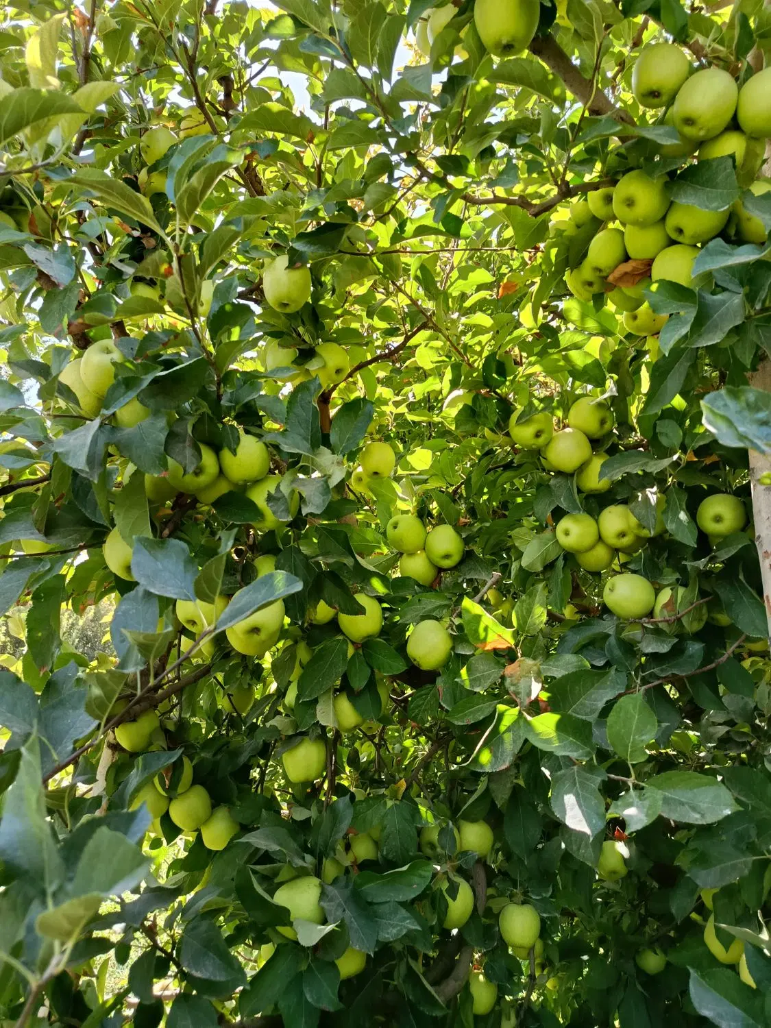 اجاره سیب لوکس اشنویه