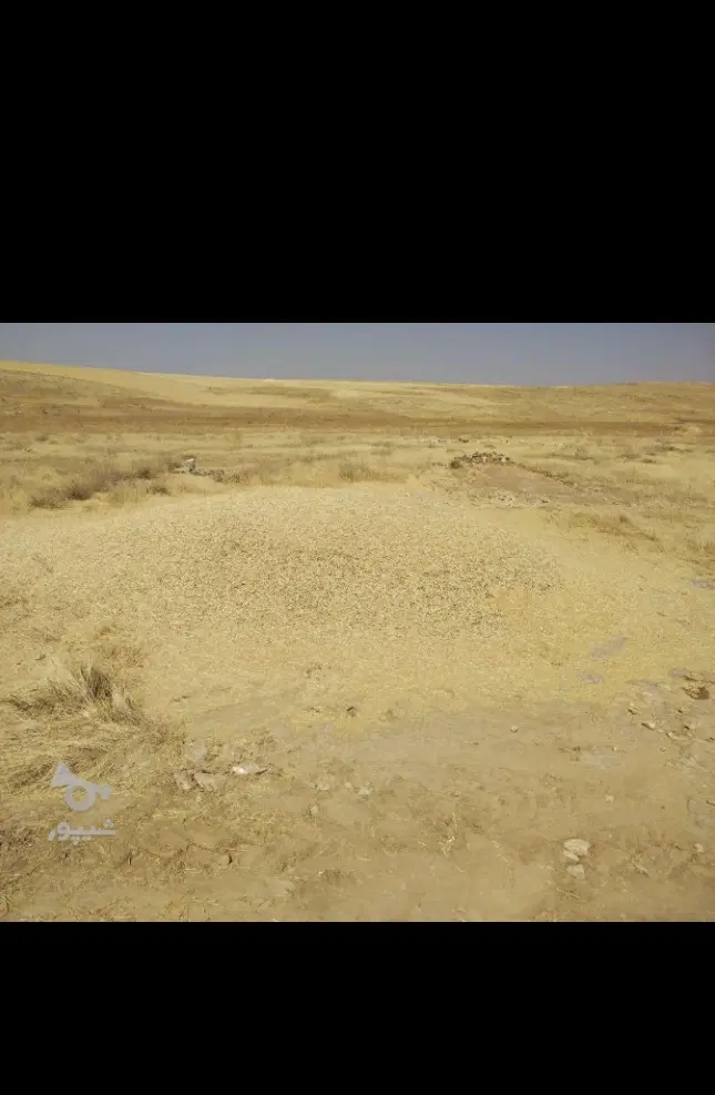 کاه نخود