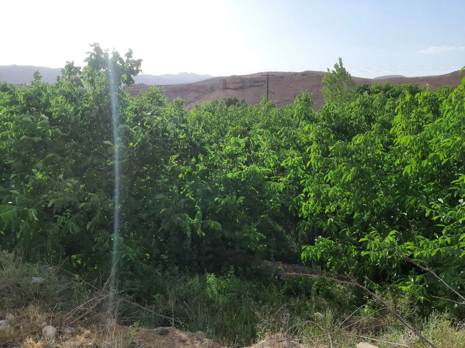 باغ و زمین باصفا