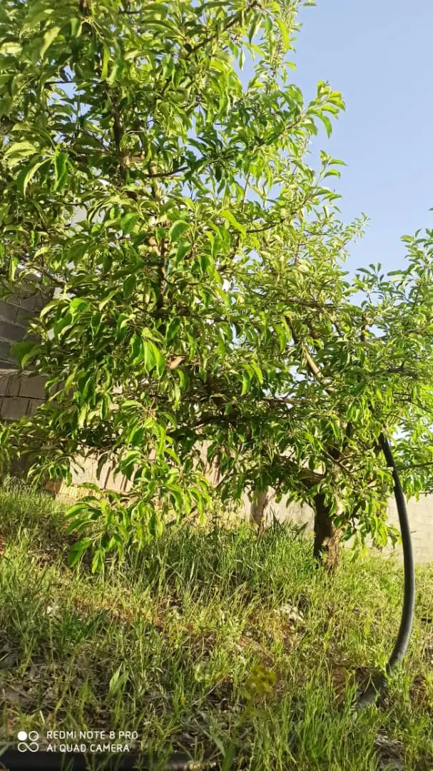 فروش باغشهری