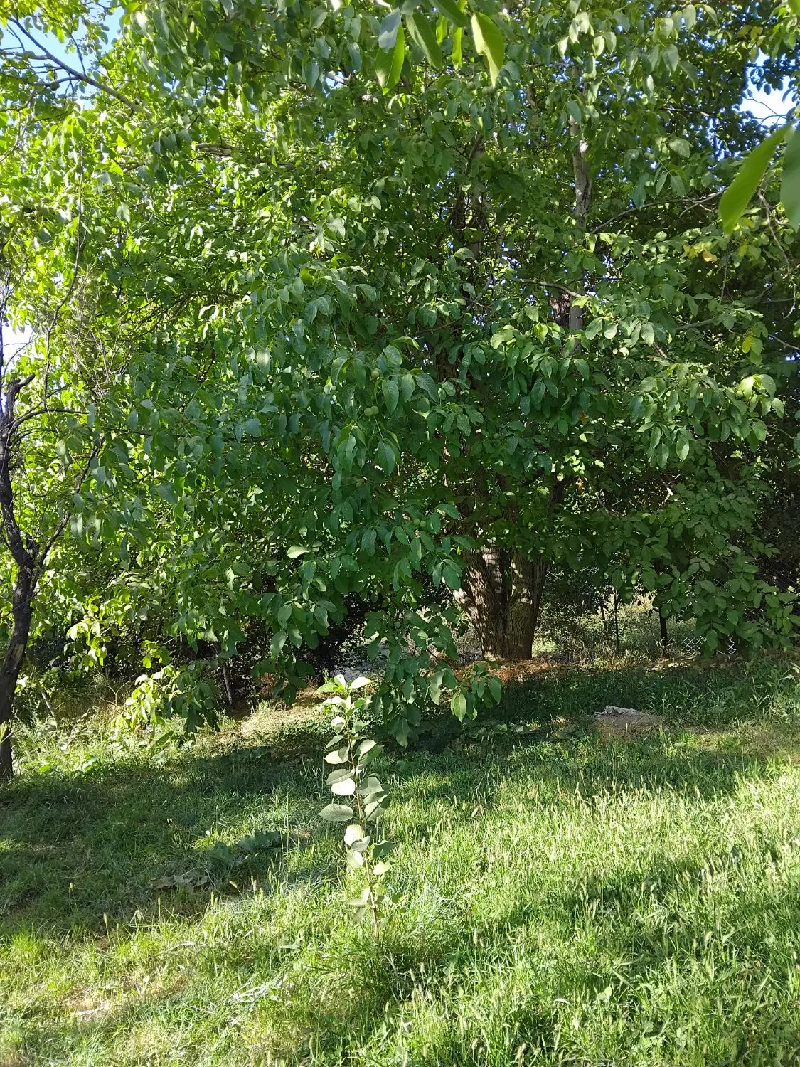 باغ گردو
