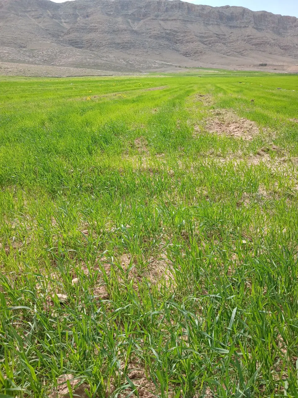 زمین