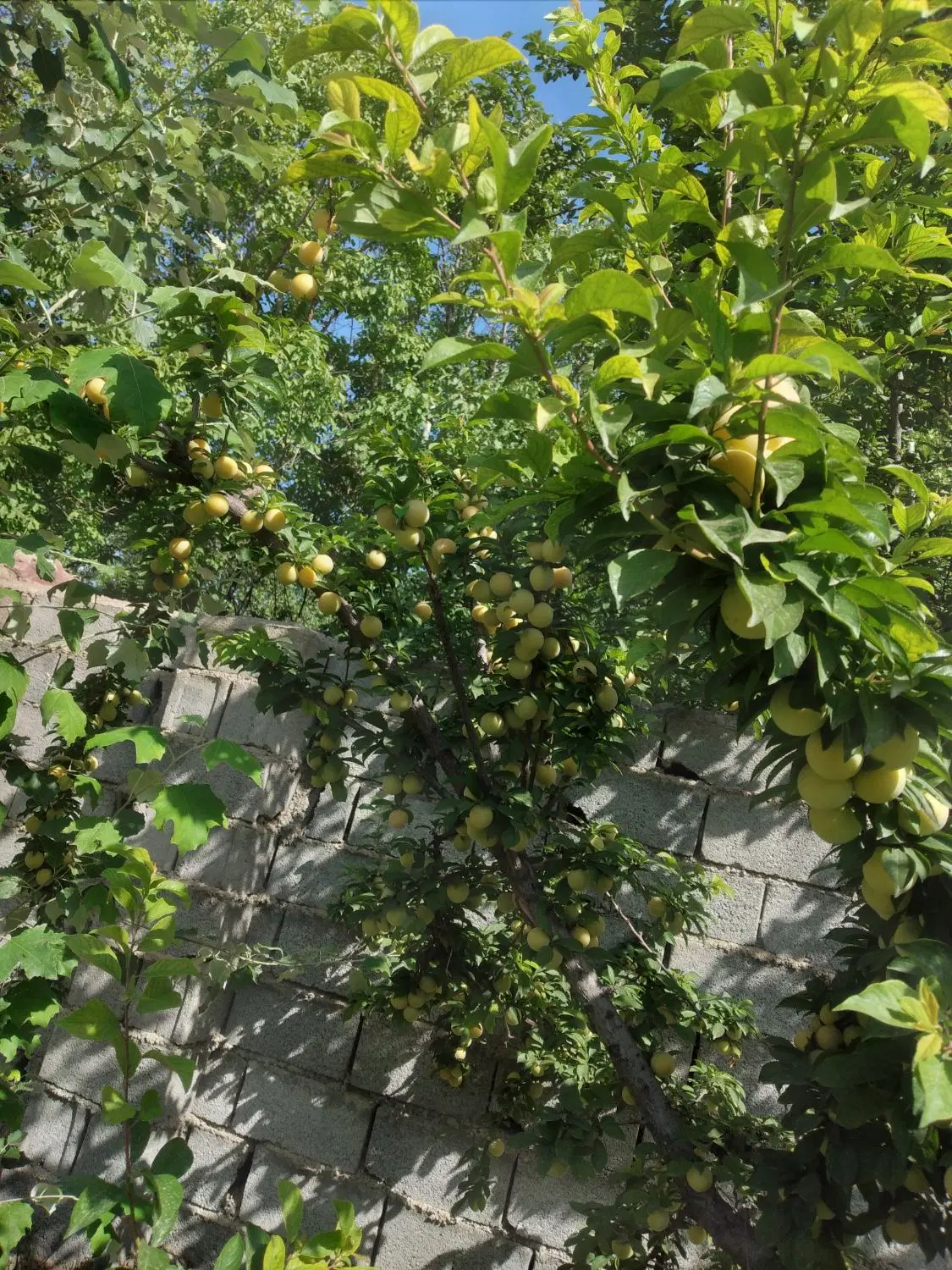 جیلارد ۳۷۰ متر زمین ۱۰۰ متر بنا تیر چوبی