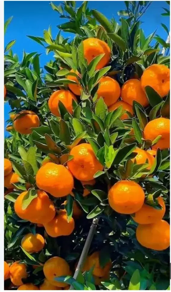 اجاره زمین کشاورزی سیاهو