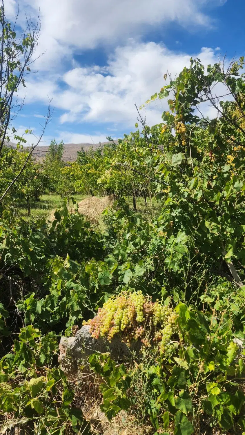 فروش باغ در روستای رند
