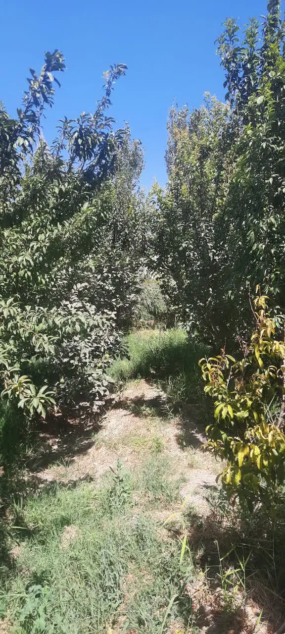 باغچه بادرختان مثمر