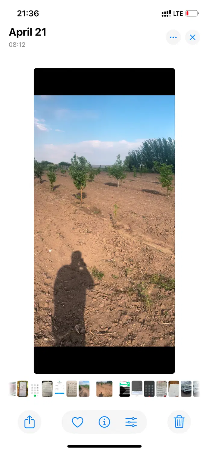 باغ-باغچه