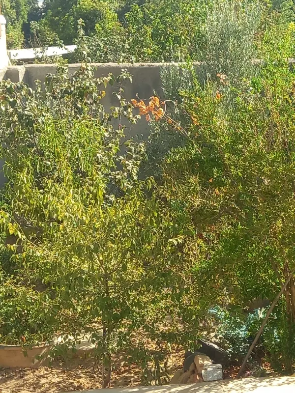 زمین گردو در روستایی رود آور