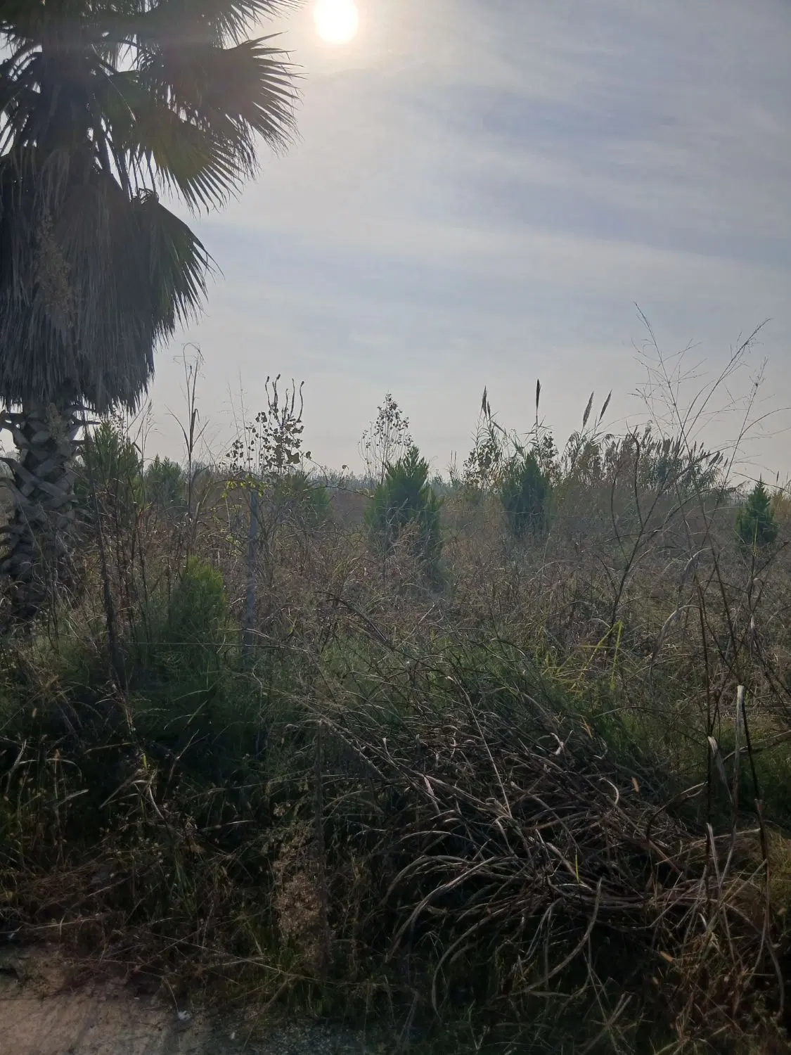 زمین ۴۶۰ متری فروشی