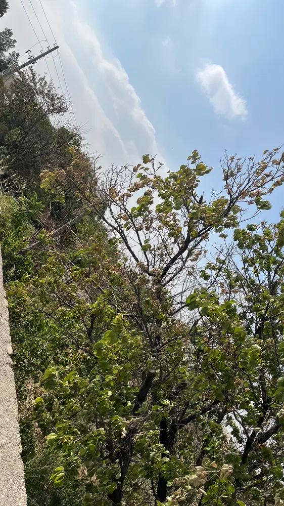 زمین باغی مسکونی دور دیوار